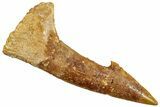 Fossil Sawfish (Onchopristis) Rostral Barb - Morocco #250896-1